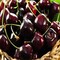 Black Cherry Fragrance Oil (Our Version of the Brand Name) (1 oz Bottle) for Candle Making, Soap Making, Tart Making, Room Sprays, Lotions, Car Fresheners, Slime, Bath Bombs, Warmers…